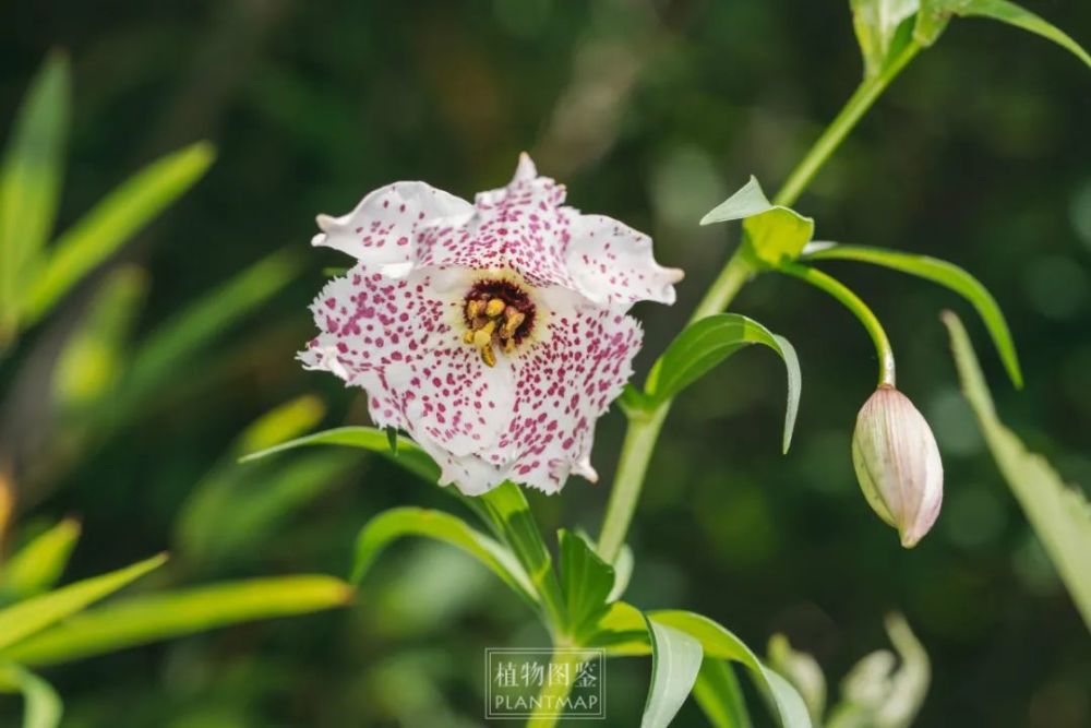 豹子花,花如其名,点着豹纹