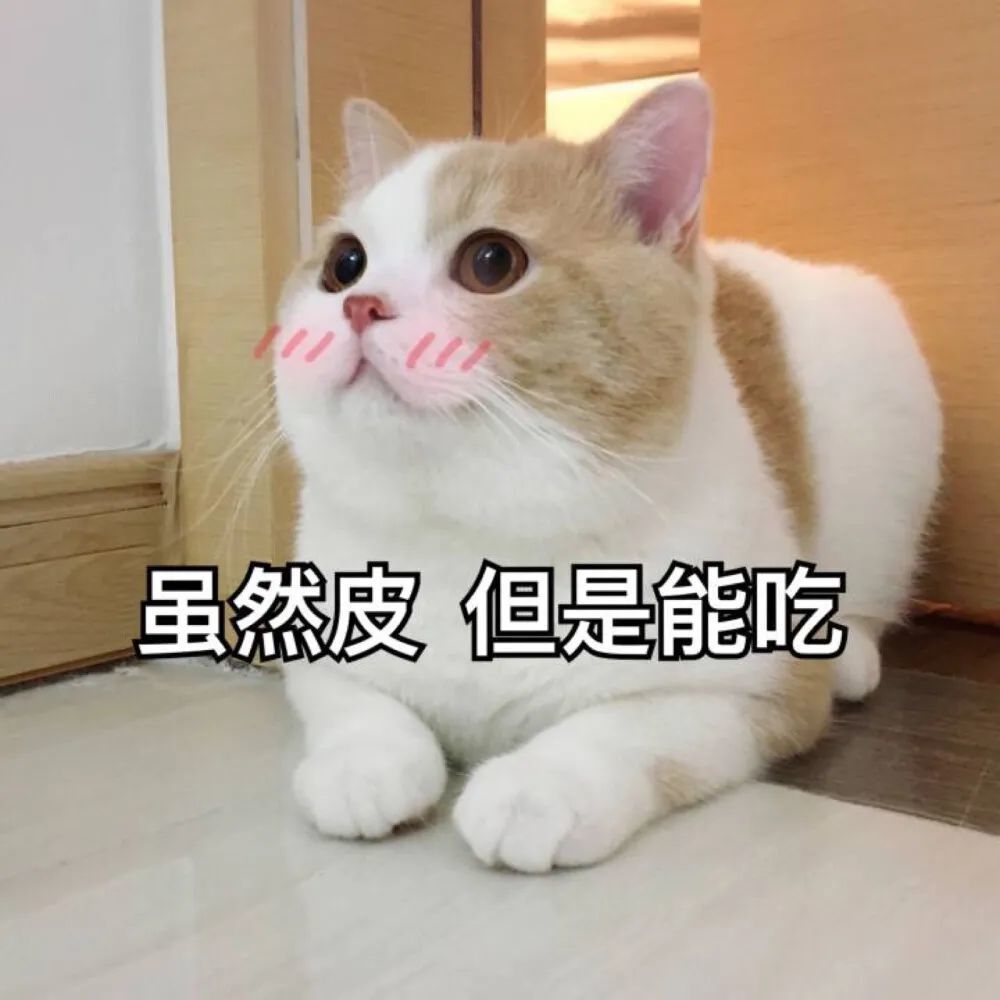 可爱猫猫表情包|"虽然皮,但是能吃"