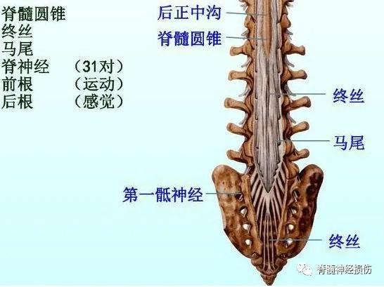 脊髓圆锥|脊髓|终丝|马尾神经损伤|脂肪变性