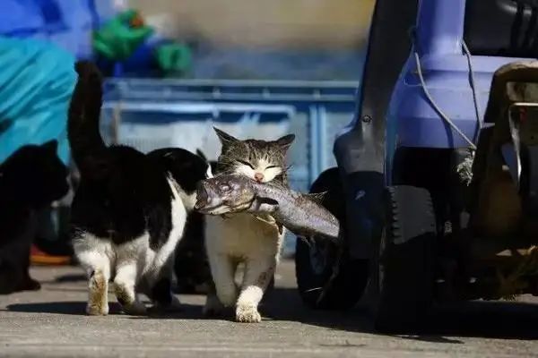 日本猫岛投毒事件人心里的孤岛小到容不下一只猫