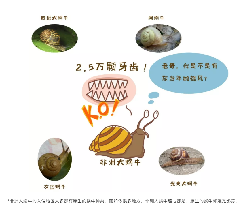 所有人,雨后出现的大蜗牛千万别碰别食用!严重可致死!