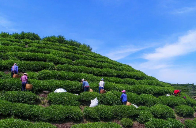 十大名茶安徽占4种,为何没成为第一茶叶大省?徽茶处于什么地位