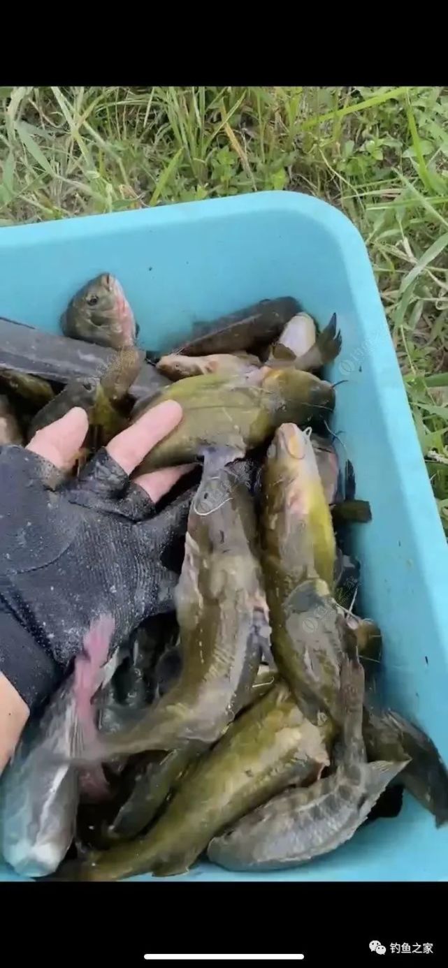 再次狂拉,超多大黄颡鱼,再次破纪录.