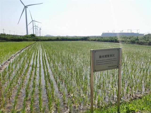 记者去浙江舟山岱山县,浙江嘉兴平湖两地,探访海水稻的秘密.