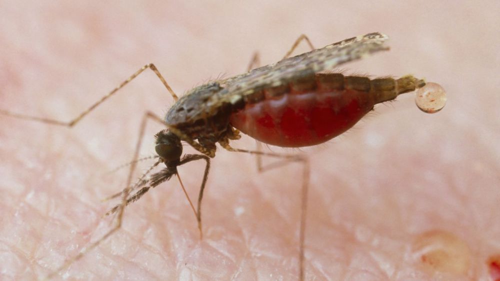 从三千万到零,中国获得联合国消除疟疾认证