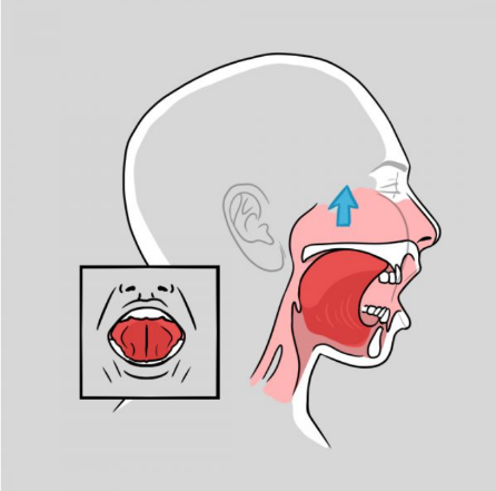 方式三:尽量使舌头向上抵住上颚,上颚向下的力对抗舌体向上的力,每天