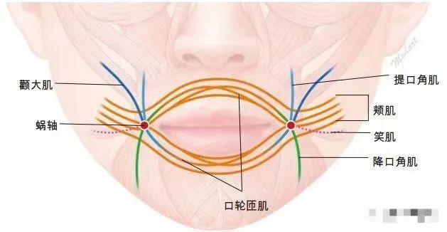 面部肌群功能锻炼法