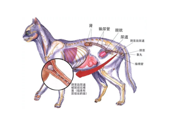 因为铲屎官饲养不当,竟然引发了猫咪的泌尿道系统疾病