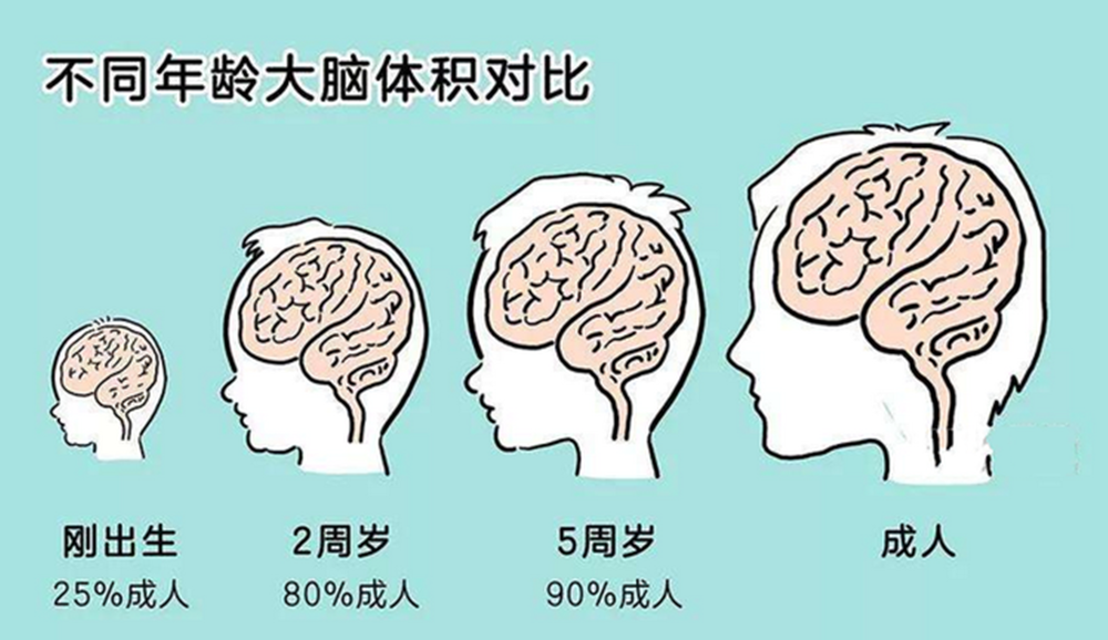 那到底什么才是孩子大脑发育的钥匙呢? 答案就是刺激.