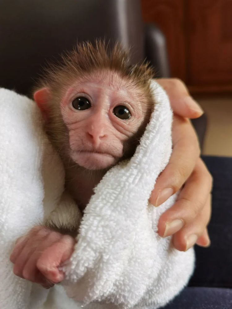 按照猕猴习性, 从小猴出生的第一天开始,母猴就会将小猴牢牢护在怀里