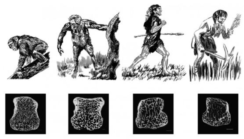 结果表明, 跟黑猩猩,远古人类祖先相比,现代人类关节处的骨骼密度明显