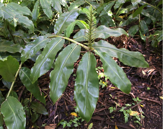 荒野维生野菜系列——金姜花