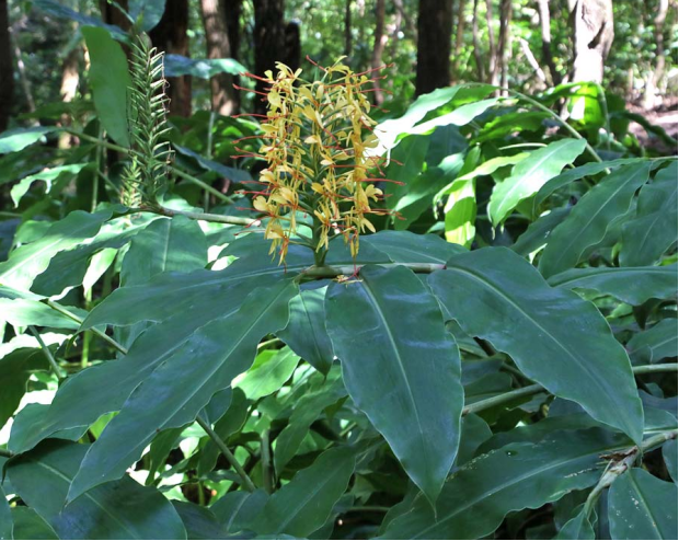 荒野维生野菜系列——金姜花