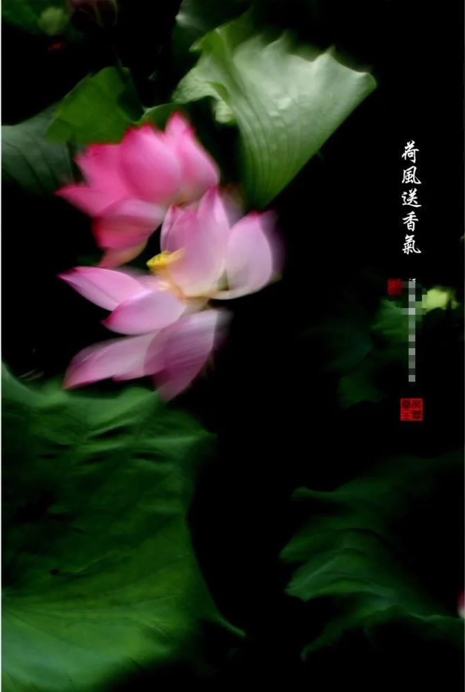 要写实还是要写意?荷花摄影的拍摄思路,除了简单还要有趣