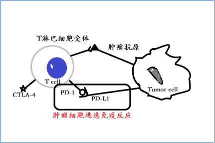 肿瘤疫苗治疗vs免疫治疗从原理到机制一文讲懂区别