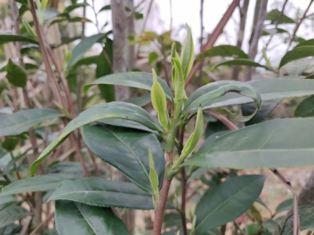 饮茶消暑17信阳毛尖的茶树品种