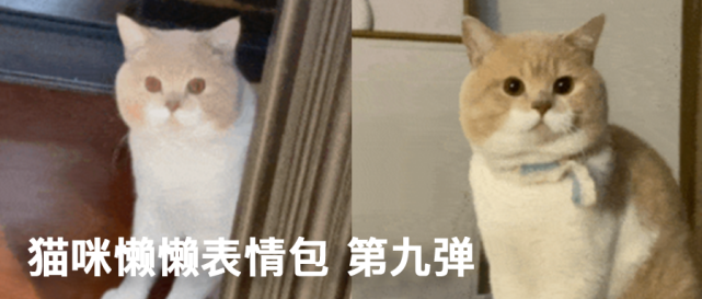 猫咪英雄联盟表情包