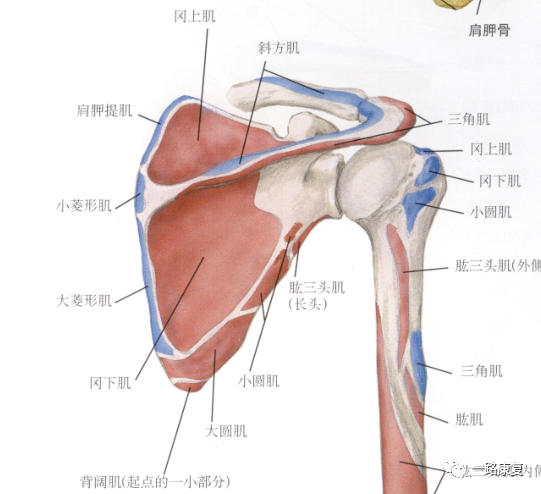 知识角肩胛骨的肌肉与运动