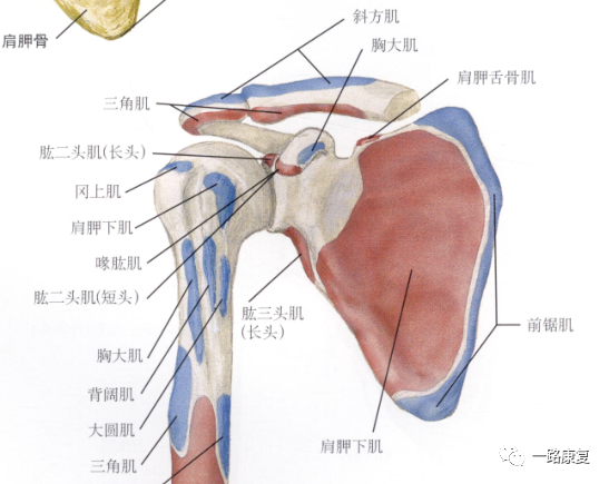 知识角|肩胛骨的肌肉与运动