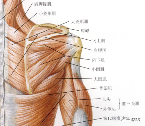 知识角|肩胛骨的肌肉与运动