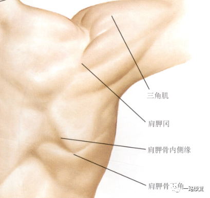 肩胛骨上缘的的外侧有肩胛切迹,肩胛切迹外侧的指状突起,因外形酷似