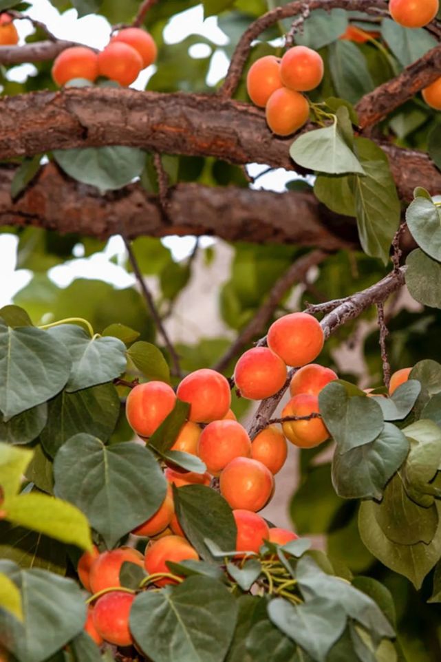 出了河西,杏以 抗旱抗寒个还大的新品种 大接杏为主.