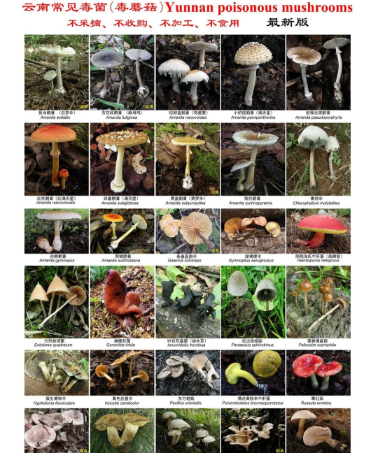 云南常见30种毒菌种种致人命 转发提醒筑牢生命安全防线|昆明|七彩