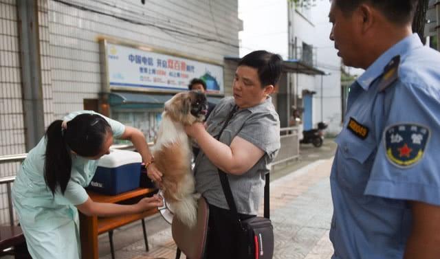 嘉兴人狗大战:捕捉流浪狗本是群众的呼声,执法时却冲突不断