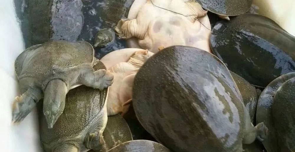 水产养殖中甲鱼成鳖池塘生态养殖需要注意哪些事项