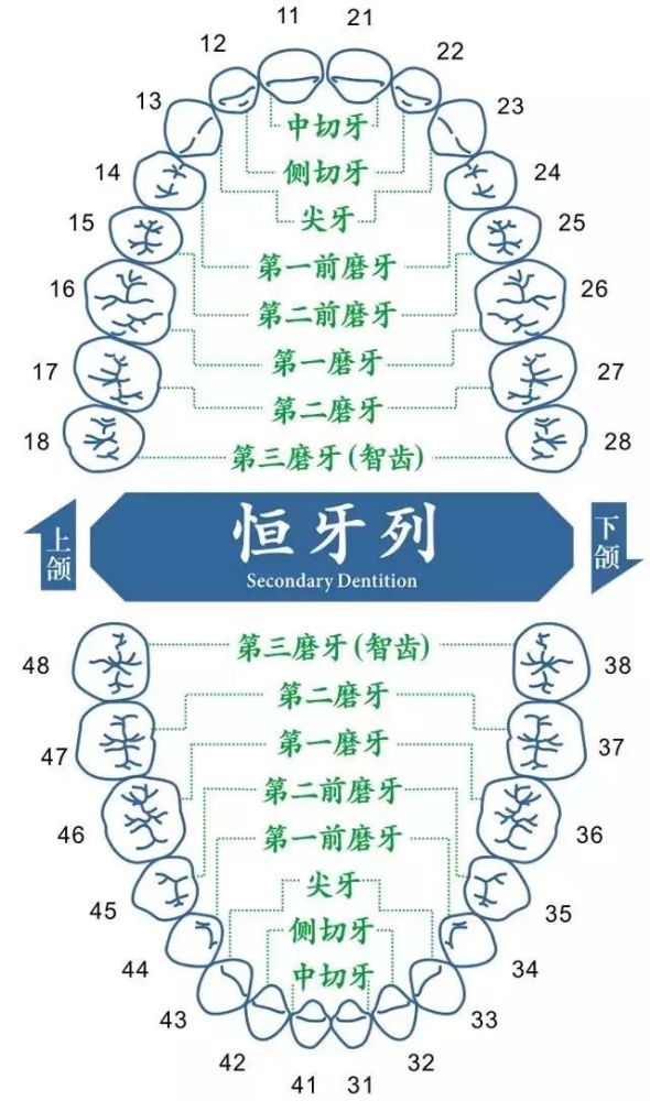 牙齿矫正一定要拔牙吗?一下子拔4颗是不是太多了?_腾讯新闻