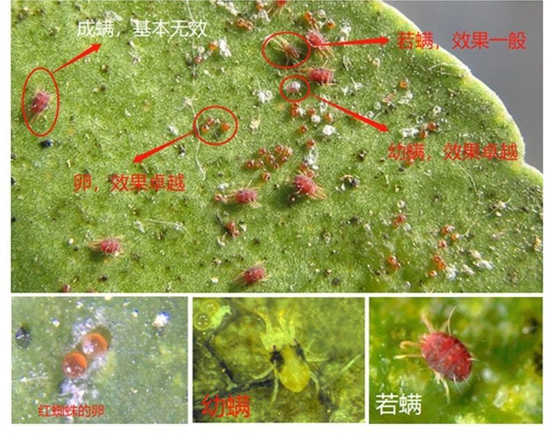 夏季治红蜘蛛,不加杀卵剂,用啥药都白搭,那螨虫杀卵剂有哪些?