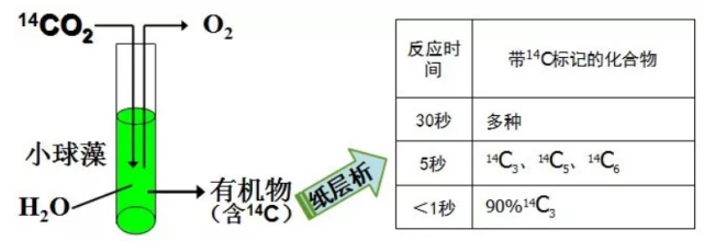 卡尔文循环的发现:自1945年起加州大学的卡尔文和本森及其同事纠集300