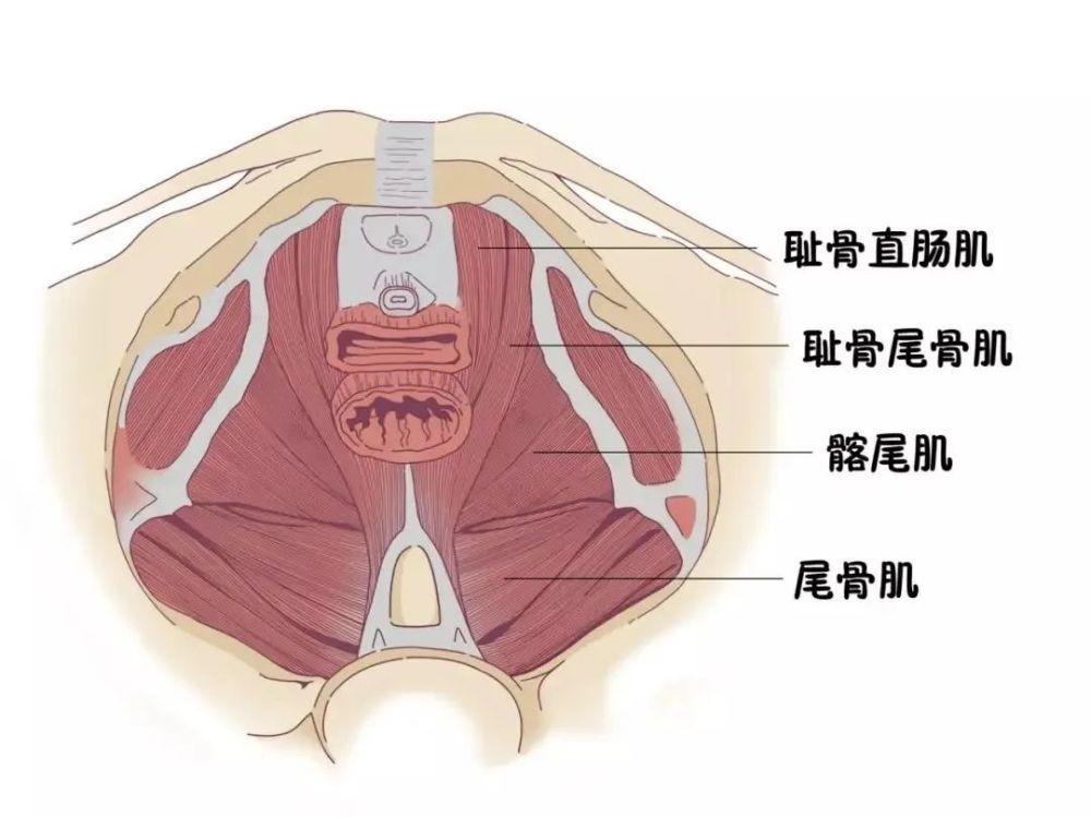 所以需要锻炼生殖器的特定肌肉,以及控制排泄的括约肌.