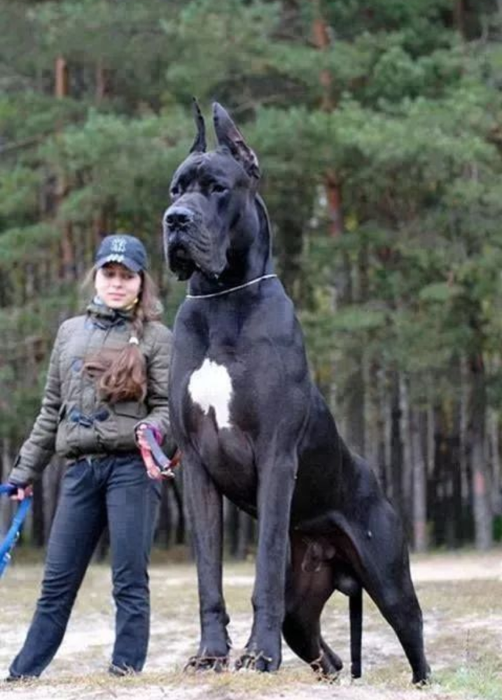 最大的犬,直立高度两米多