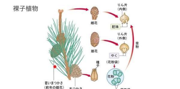 人口减少人类灭绝_人类灭绝后的地球照片(2)