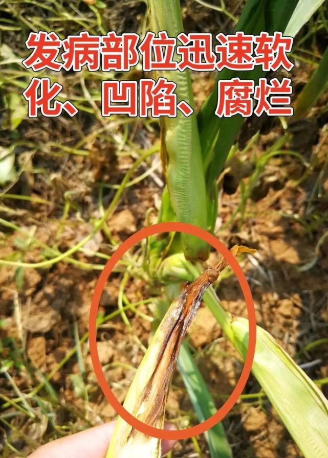 关键点一:发生症状 玉米细菌性茎基腐病发生后,茎基部刚开始会呈现"