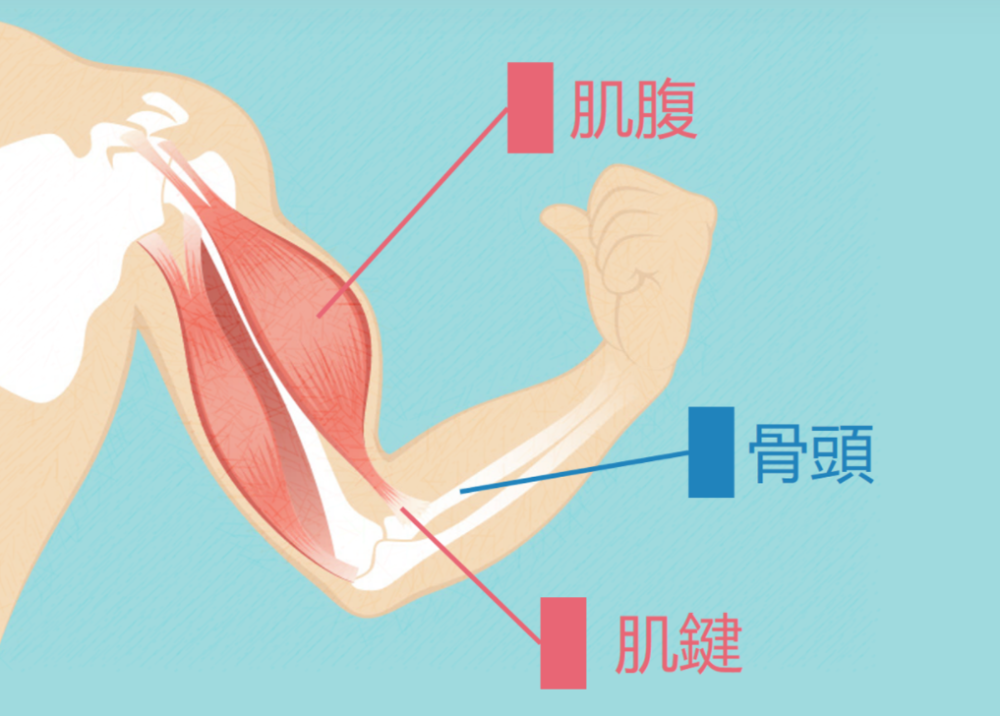 白色的则是肌腱,我们常说的「筋,也就是肌腹肌腱和韧带的总称