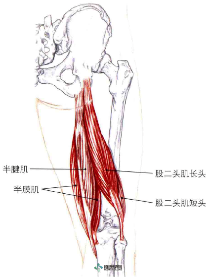 腘绳肌不是一块单独的肌肉,它是由内侧的半腱肌,半膜肌和外侧的股二头