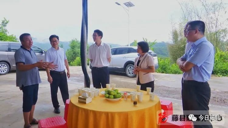 何予平到藤县调研乡村振兴工作