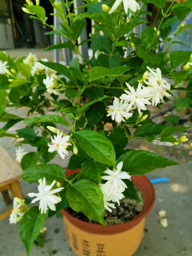 这两大类里又包含有不同的品种,比如重瓣茉莉花里就有虎头茉莉,宝珠
