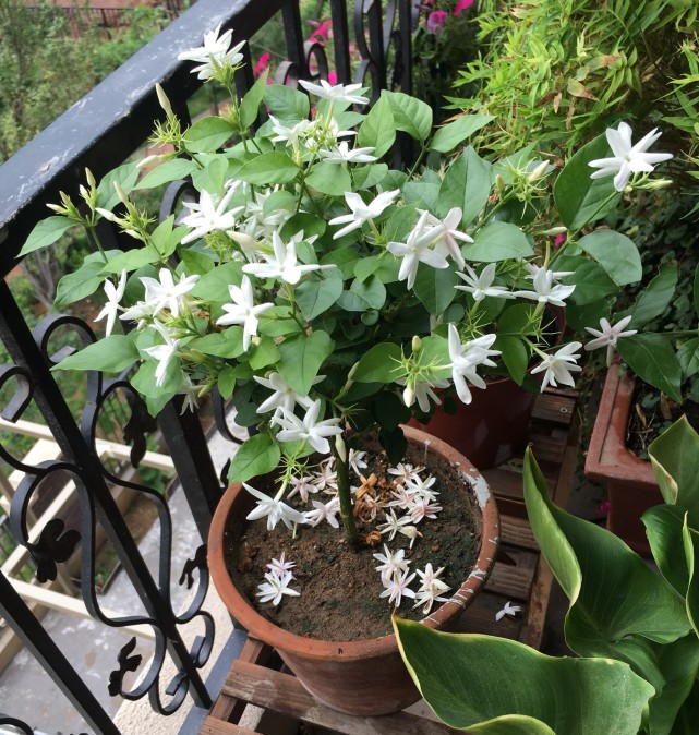 茉莉花是著名的芳香植物,有"花开满园,香也香不过它"的赞誉,每一个