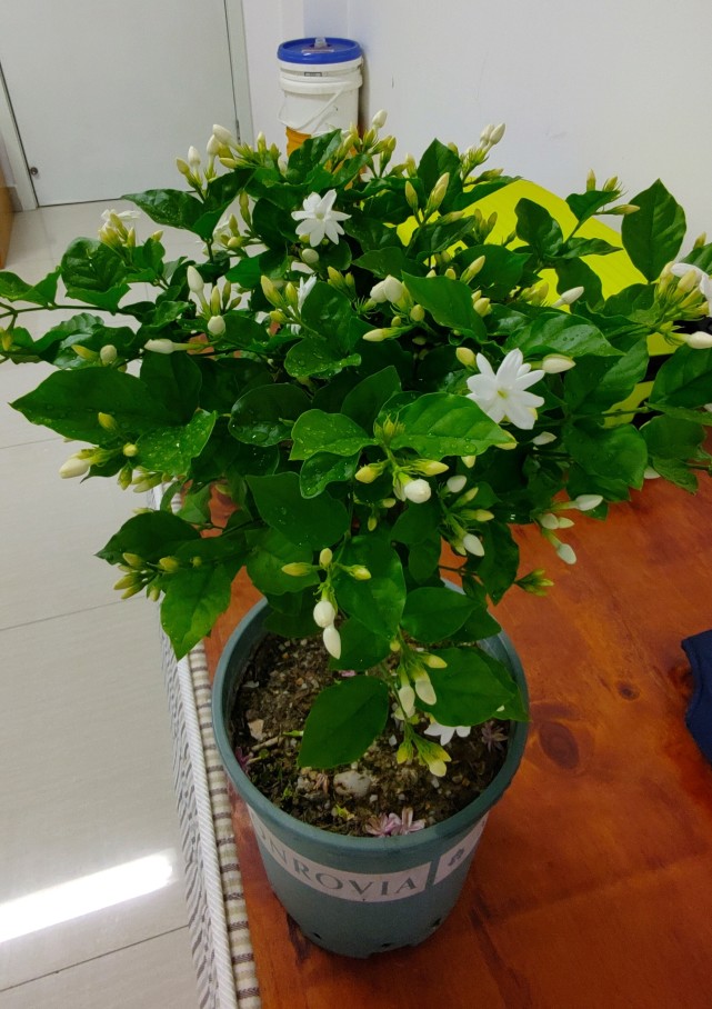 茉莉界的"芳香王—笔尖茉莉,花开一朵,满室飘香,北方也能养