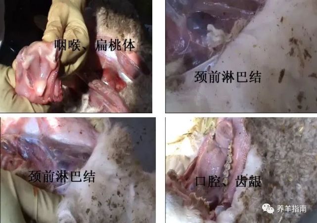 对病死羊进行剖检,发现全身淋巴结都存在出血,肿大的现象,且下颌淋巴