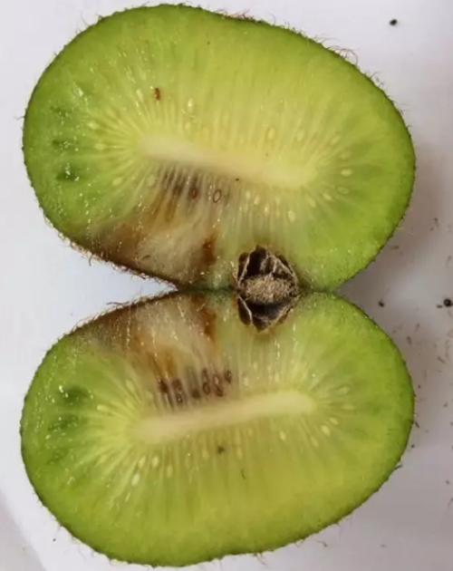 猕猴桃果内形成空腔还容易腐烂都是这个病在捣鬼