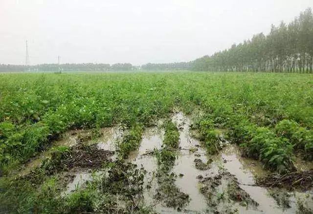 今天辽宁雷雨要收尾啦!下周还有大雨,花生发生涝灾咋处理?