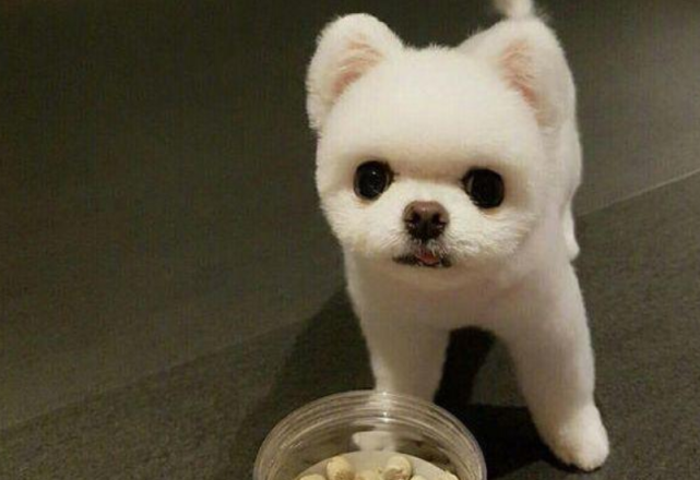 一个月博美幼犬吃什么