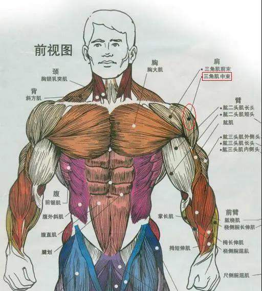 手臂肌肉不见长快来试试这样虐手臂