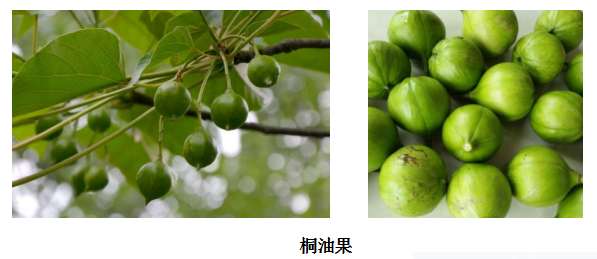 桐油果是油桐树的果实,桐油果含有有毒物质桐子酸(桐酸),如果误食会