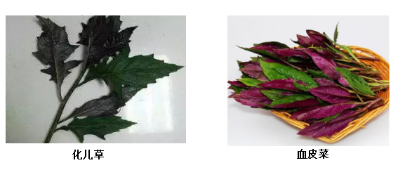 化儿草虽与血皮菜外观形似,但化儿草的叶子比血皮菜更修长,其叶边上有