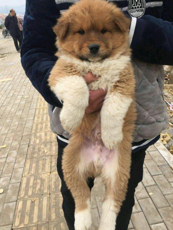 土松狮中华田园犬之下司犬中华田园犬之虎斑犬中华田园犬之广西土猎犬